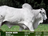 Lote 83