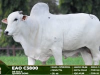 Lote 84