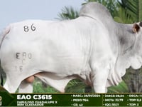 Lote 86