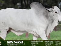 Lote 87