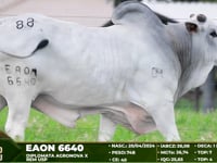 Lote 88