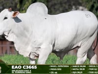 Lote 89