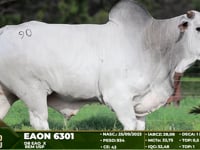 Lote 90