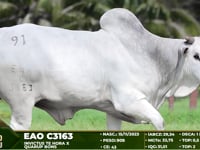 Lote 91