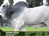 Lote 92