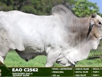 Lote 93