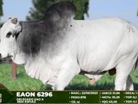 Lote 96
