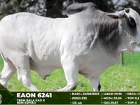 Lote 97