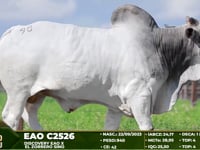 Lote 98