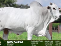 Lote 99