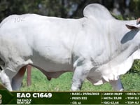 Lote 102