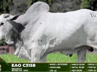 Lote 103
