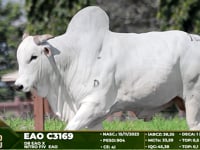 Lote 106