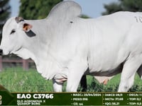 Lote 109
