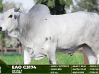 Lote 110
