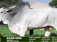 Lote 111