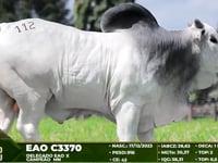 Lote 112