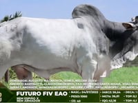 Lote 113