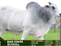 Lote 115