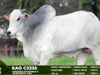 Lote 116