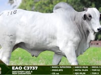 Lote 118