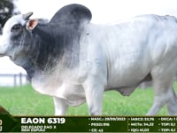 Lote 119