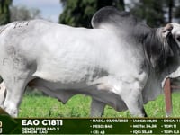Lote 121
