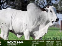 Lote 122