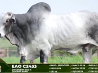 Lote 123