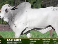 Lote 124