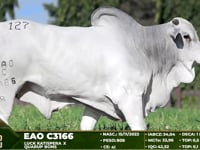 Lote 127
