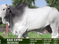 Lote 129