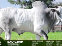 Lote 130
