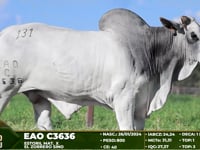 Lote  131