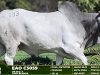 Lote 133