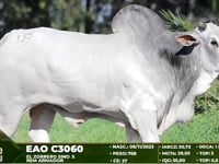 Lote 135