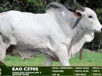 Lote 136