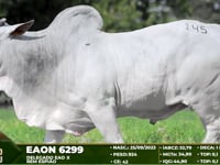 Lote 145