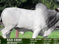 Lote 138