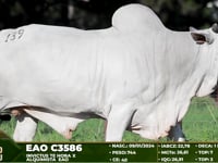 Lote 139