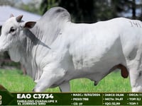 Lote 141