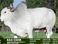 Lote 142