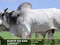 Lote 143