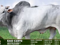 Lote 144