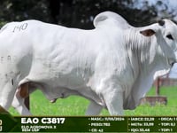 Lote 140