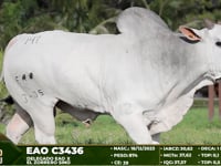 Lote 147