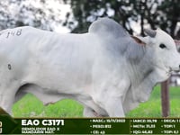 Lote 148