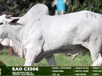 Lote 149
