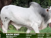 Lote 150