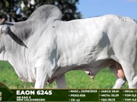 Lote 151